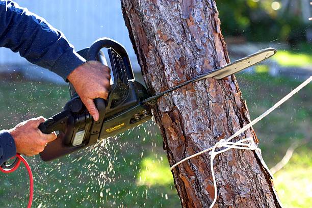 Trusted Garden City, NY Tree Services Experts